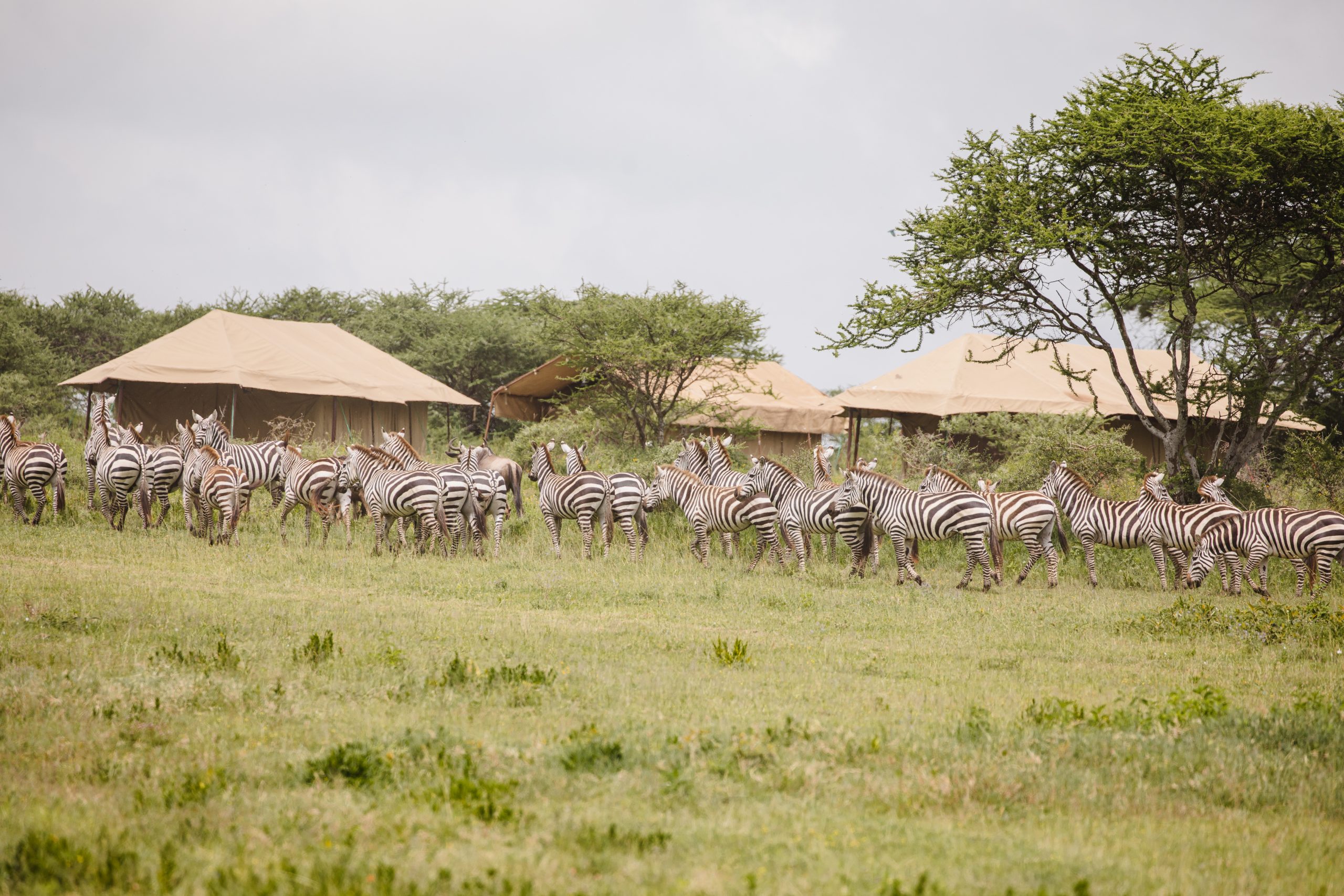 Ndutu & Kogatende